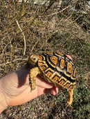 HI WHITE Leopard Tortoise 2024
