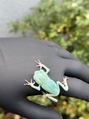 Waxy Monkey Tree Frog (Phylomedusa sauvagii)