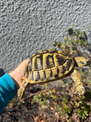 Eastern Hermann's Tortoise Adult Female