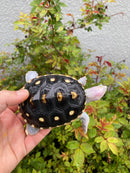 Ornate Diamondback Terrapin Female