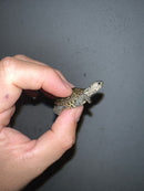 Concentric Diamondback Terrapin 2023 (Malaclemys terrapin)
