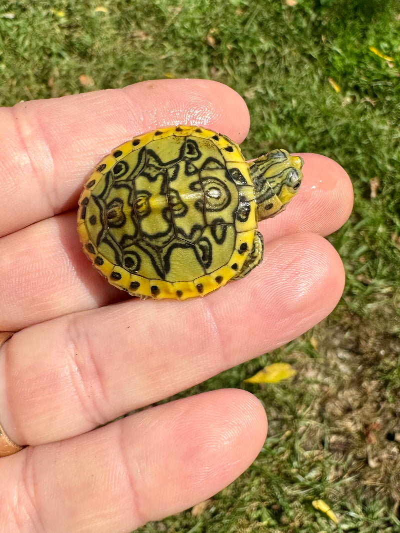 Pastel Clown Yellow Bellied Turtle 2024 (Trachemys scripta)