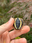 Vietnamese Black Breasted Leaf Turtle Baby 2025