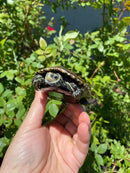Balkan Pond Turtle Adult Male