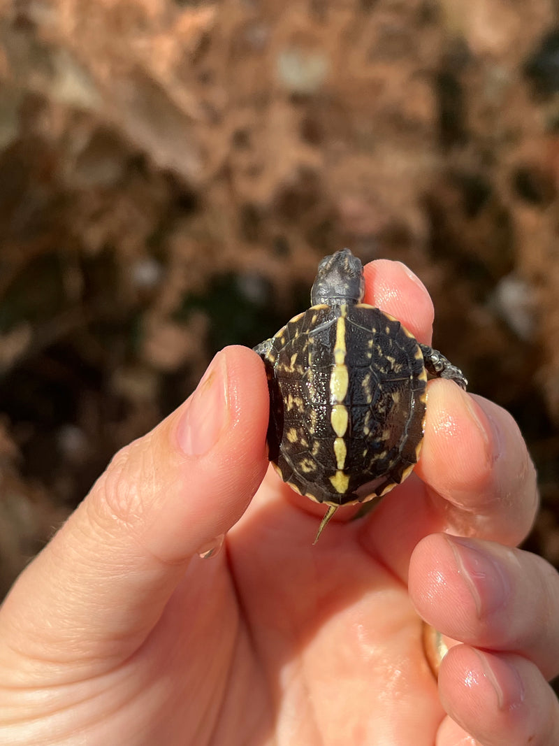 HI YELLOW Florida Box Turtle Baby