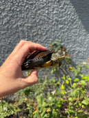Franco-Italian Pond Turtle Adult Female