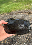 Melanistic Reeves Turtles Adult Pair