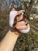 Hi White Pied Ball Python Female