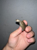 Concentric Diamondback Terrapin 2023 (Malaclemys terrapin)