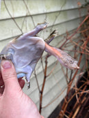 Malayan Red Softshell Baby USA CB