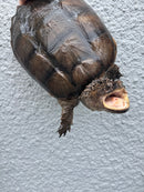 Florida Snapping Turtle Adult Female