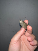 Concentric Diamondback Terrapin 2023 (Malaclemys terrapin)