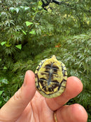 HI YELLOW Florida Box Turtle 2025