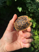 Pancake Tortoise Baby