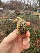 Hi White Leopard Tortoise 2026