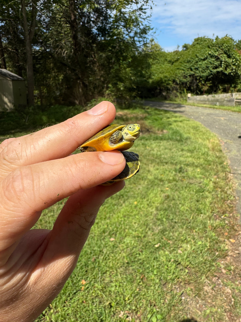 Green Ghost Penninsula Cooter Turtle Babies (Pseudemys peninsularis)