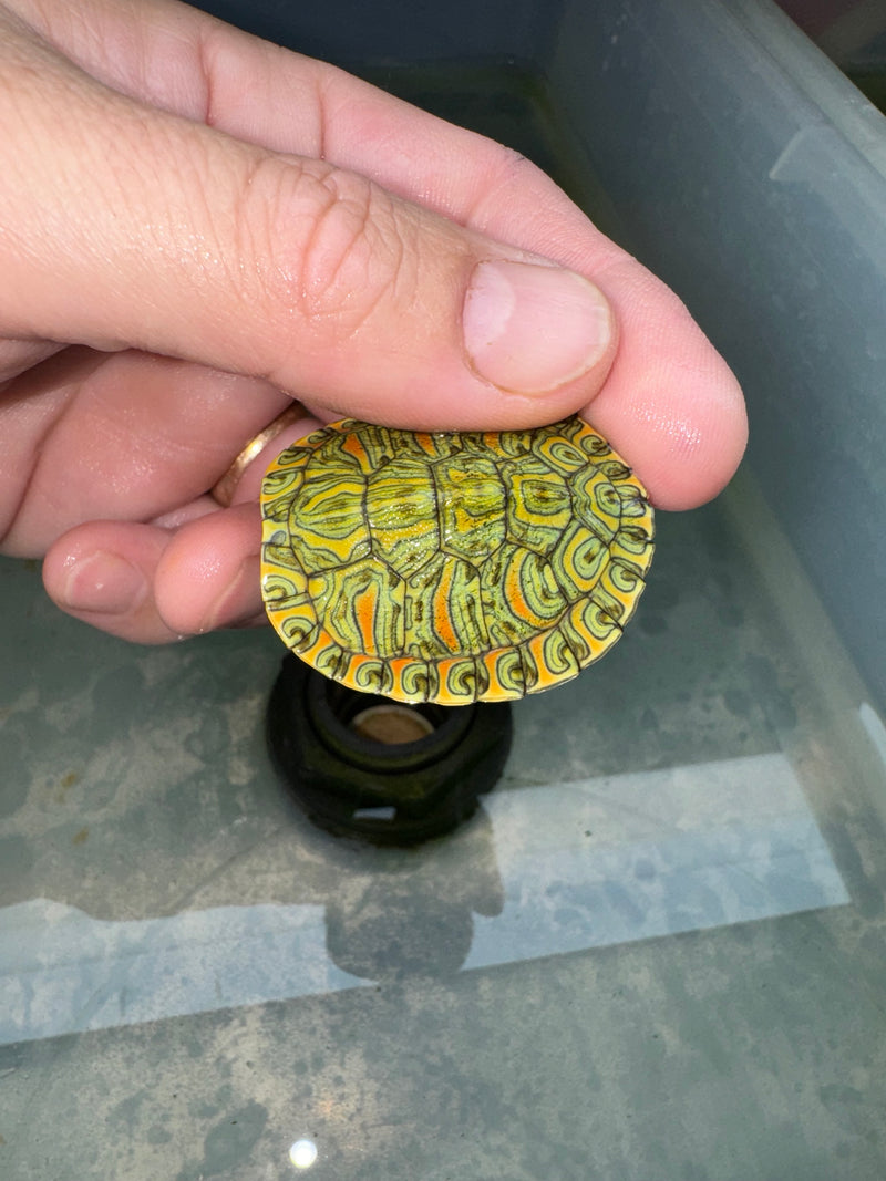 Hi Red Line Bred Pastel Red Eared Slider Turtle 2024