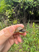 Hi Color Yellow Baby Eastern Box Turtle