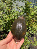 Red Cheeked Mud Turtle Adult Trio