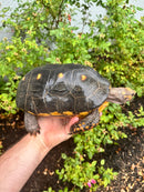 Red Foot Tortoise Adult Female