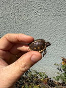 Hi Color Eastern Box Turtle Baby