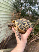 Libyan Greek Tortoise Adult Female