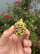 HI YELLOW Florida Box Turtle