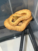 Amazon Tree Boa Baby 2023 CB