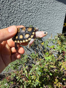 Ornate Diamondback Terrapin Female