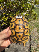 Libyan Greek Tortoise Adult Female
