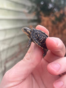 HI YELLOW Florida Box Turtle Baby