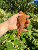 Super Red Niger Uromastyx Adult Pair
