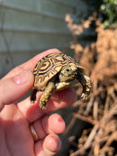 Leopard Tortoise 2024