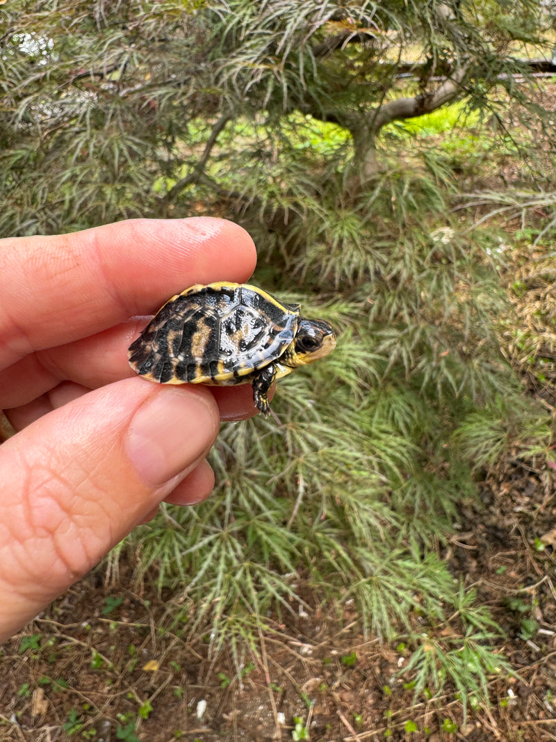 HI YELLOW Florida Box Turtle Baby 2024