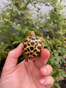 Burmese Star Tortoise 2026