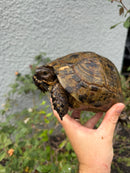 Mesopotamian Greek Tortoise Adult Female