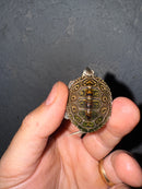 Hi White Concentric Diamondback Terrapin 2025