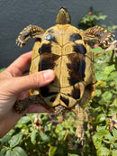 Eastern Hermann's Tortoise Adult Female