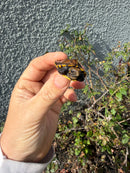 Northern Keeled Box Turtle Baby