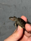 Concentric Diamondback Terrapin 2023 (Malaclemys terrapin)