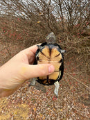 African Dwarf Mud Turtle Adult Female