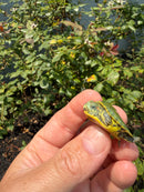 Pastel Clown Red Eared Slider Turtle