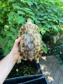 Homes Hinge-back Tortoise Adult Pair