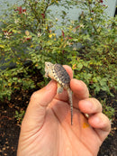 Hypomelanistic Common Snapping Turtle 2026