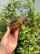 Flat Shell Turtle Juvenile Female 2025