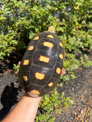 Red Foot Tortoise Adult Female