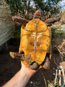 Barbados Red Foot Tortoise Adult Pair (Chelonoidis carbonaria)