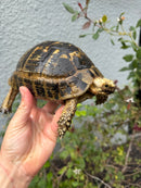 Mesopotamian Greek Tortoise Adult Female