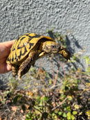Eastern Hermann's Tortoise Adult Male