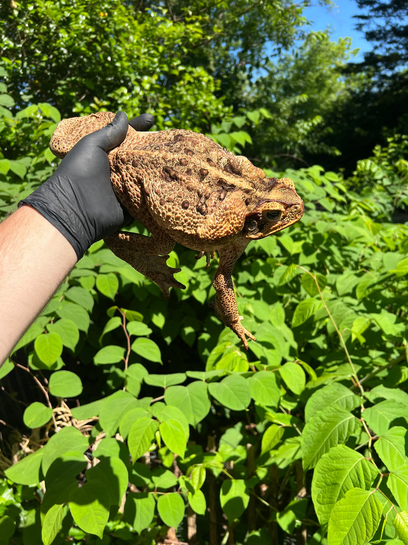 Suriname Giant Marine Toad Female